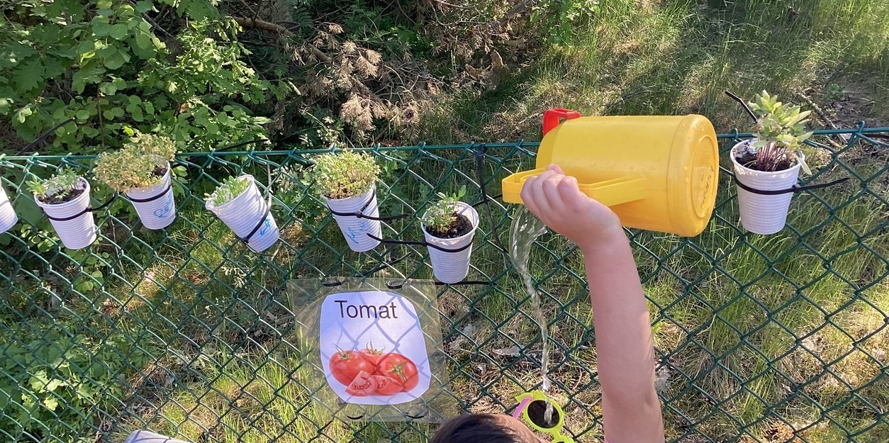 Barn som vattnar förskolans egenodlade tomatplantor